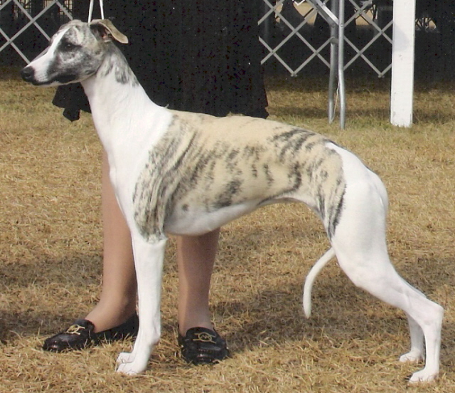 Dreamiest is the daughter of TWO Different # 1 Whippets from TWO Countries