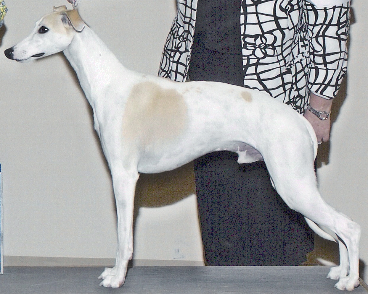 Highstakes is the son of MBIS Ch. Karasar's Essence 