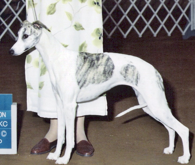 Whimsical is the Daughter of MBIS Ch. Karasar's Audacity