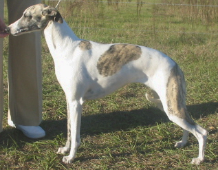 Trilogy is full sister to MBIS Ch Karasar's Essence (Top Winning Whippet and American Whippet Club Top Twenty Winner) but was unshown in the USA due to a injury as a puppy