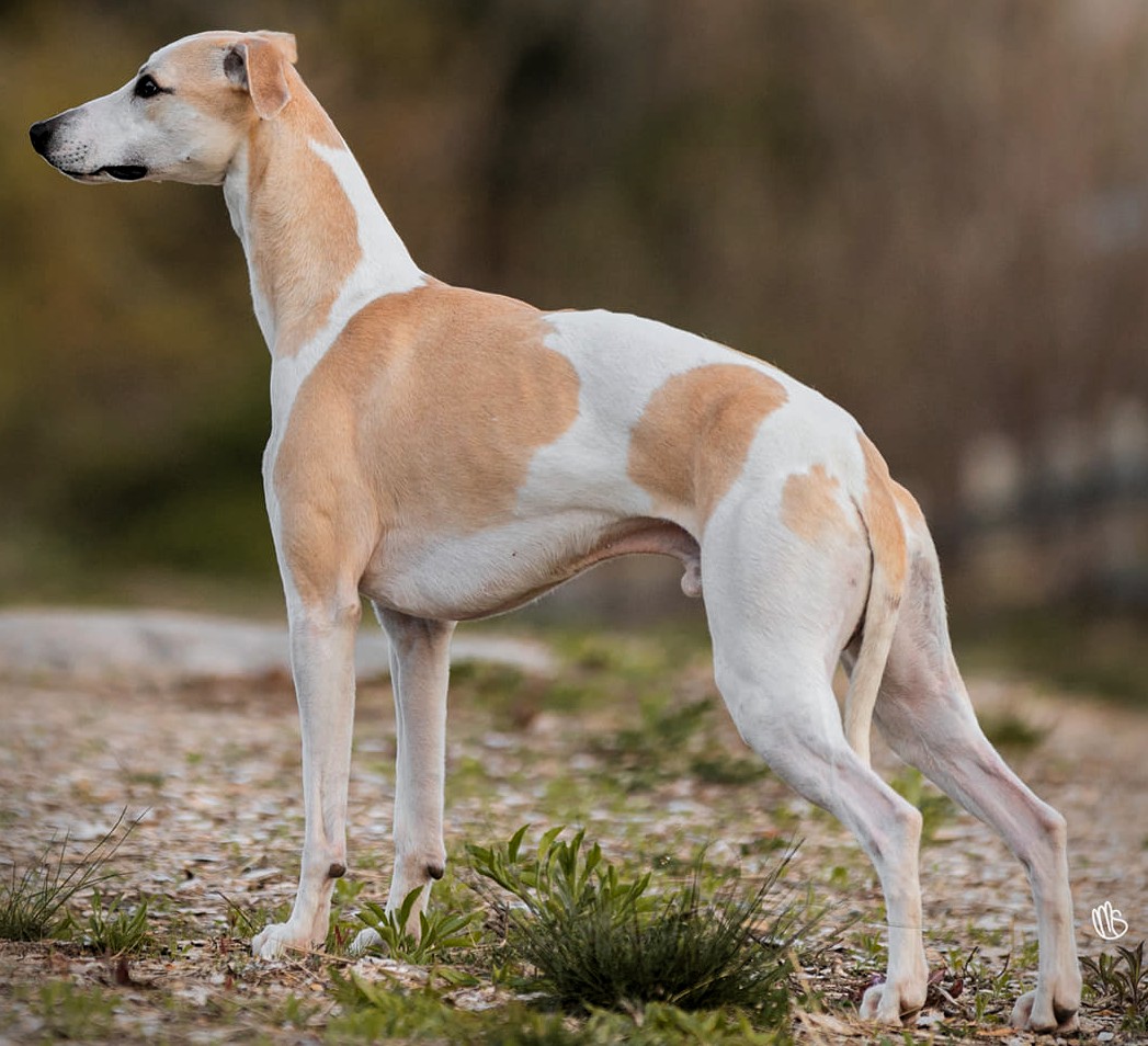  Whirlwind is son of MBIS Parexcellence  