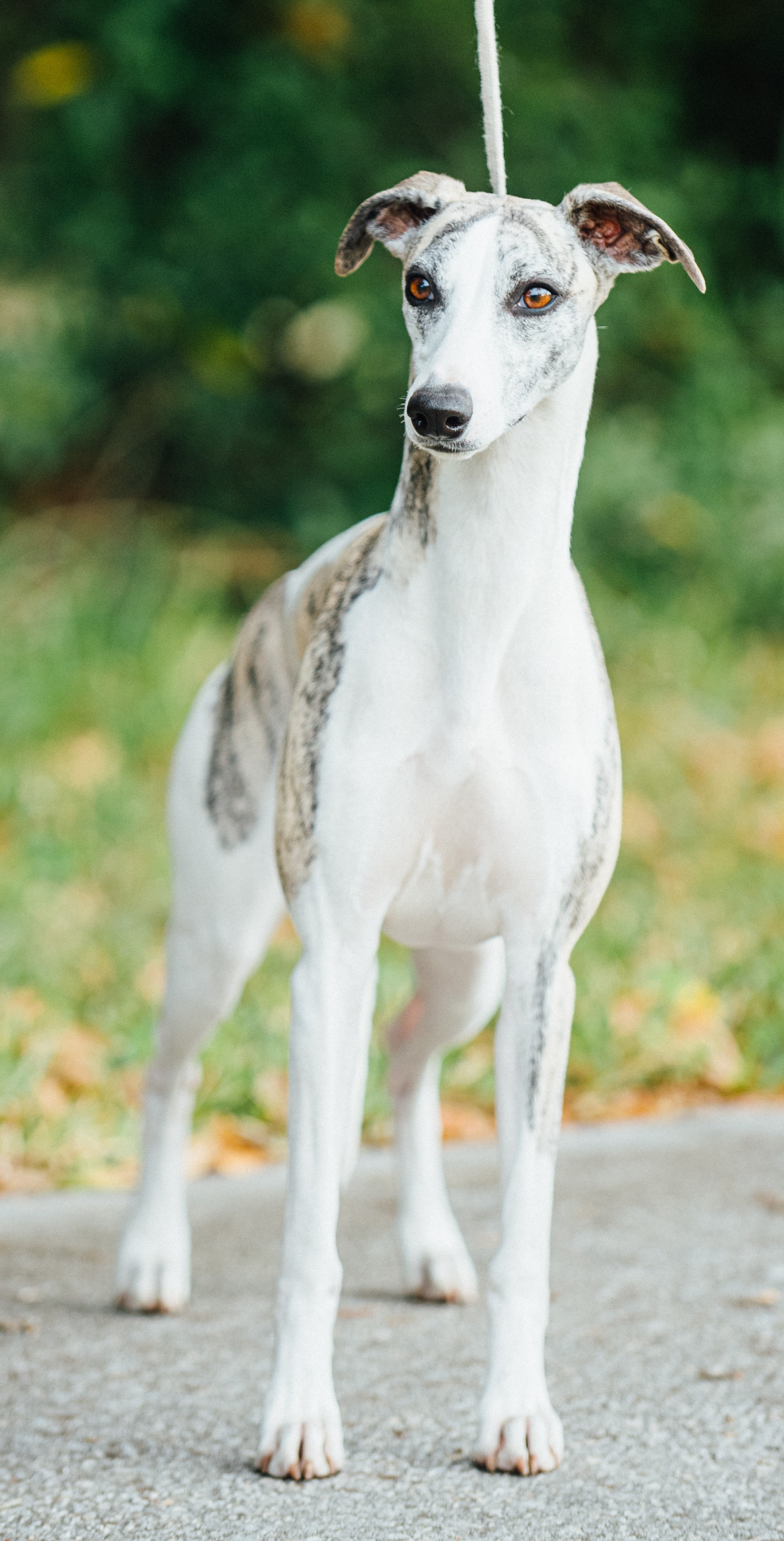     Touchstone is a Multiple Group Placer winner 