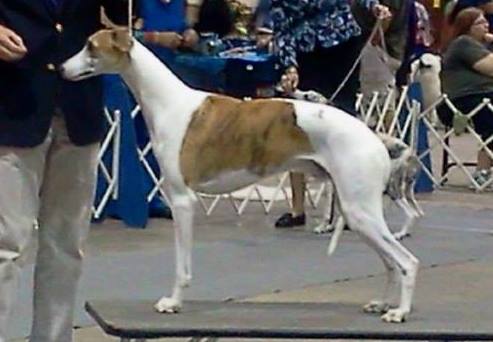  Lifework is son of MBIS Parexcellence  